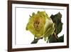 Roses-Fabio Petroni-Framed Photographic Print