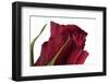 Roses-Fabio Petroni-Framed Photographic Print