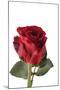 Roses-Fabio Petroni-Mounted Photographic Print