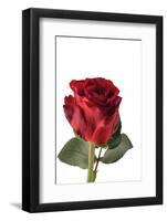 Roses-Fabio Petroni-Framed Photographic Print