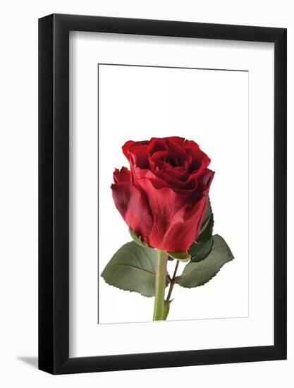 Roses-Fabio Petroni-Framed Photographic Print