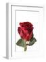 Roses-Fabio Petroni-Framed Photographic Print