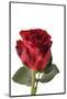 Roses-Fabio Petroni-Mounted Photographic Print