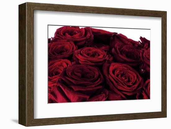 Roses-Fabio Petroni-Framed Photographic Print