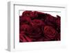 Roses-Fabio Petroni-Framed Photographic Print