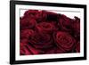 Roses-Fabio Petroni-Framed Photographic Print