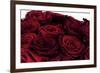 Roses-Fabio Petroni-Framed Photographic Print