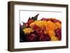 Roses-Fabio Petroni-Framed Photographic Print