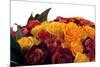 Roses-Fabio Petroni-Mounted Photographic Print