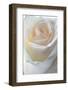 Roses-Fabio Petroni-Framed Photographic Print