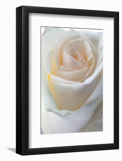 Roses-Fabio Petroni-Framed Photographic Print