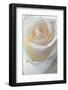 Roses-Fabio Petroni-Framed Photographic Print