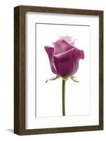 Roses-Fabio Petroni-Framed Photographic Print