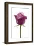 Roses-Fabio Petroni-Framed Photographic Print