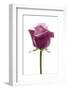 Roses-Fabio Petroni-Framed Photographic Print