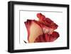 Roses-Fabio Petroni-Framed Photographic Print