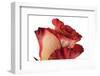 Roses-Fabio Petroni-Framed Photographic Print