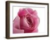 Roses-Fabio Petroni-Framed Photographic Print