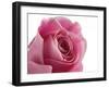 Roses-Fabio Petroni-Framed Photographic Print