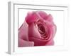 Roses-Fabio Petroni-Framed Photographic Print