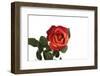 Roses-Fabio Petroni-Framed Photographic Print