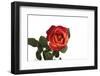 Roses-Fabio Petroni-Framed Photographic Print