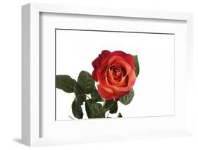 Roses-Fabio Petroni-Framed Photographic Print