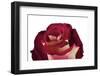 Roses-Fabio Petroni-Framed Photographic Print