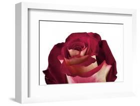 Roses-Fabio Petroni-Framed Photographic Print