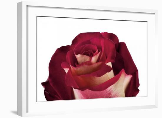 Roses-Fabio Petroni-Framed Photographic Print