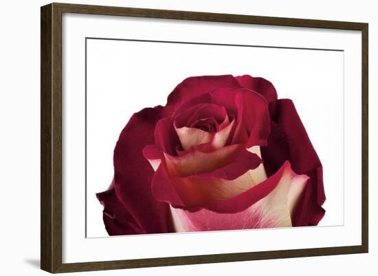 Roses-Fabio Petroni-Framed Photographic Print