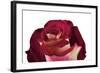 Roses-Fabio Petroni-Framed Photographic Print