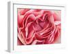 Roses-Fabio Petroni-Framed Photographic Print