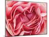 Roses-Fabio Petroni-Mounted Photographic Print