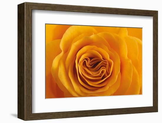 Roses-Fabio Petroni-Framed Photographic Print