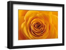 Roses-Fabio Petroni-Framed Photographic Print