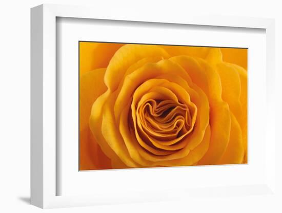 Roses-Fabio Petroni-Framed Photographic Print