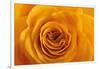 Roses-Fabio Petroni-Framed Photographic Print