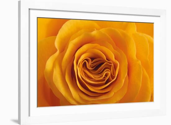 Roses-Fabio Petroni-Framed Photographic Print