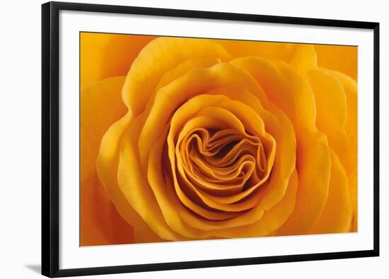 Roses-Fabio Petroni-Framed Photographic Print