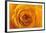 Roses-Fabio Petroni-Framed Photographic Print