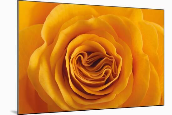 Roses-Fabio Petroni-Mounted Photographic Print