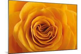 Roses-Fabio Petroni-Mounted Photographic Print