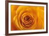 Roses-Fabio Petroni-Framed Photographic Print