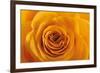 Roses-Fabio Petroni-Framed Photographic Print