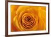 Roses-Fabio Petroni-Framed Photographic Print