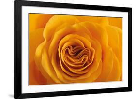 Roses-Fabio Petroni-Framed Photographic Print