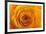 Roses-Fabio Petroni-Framed Photographic Print