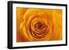 Roses-Fabio Petroni-Framed Photographic Print