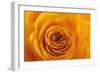 Roses-Fabio Petroni-Framed Photographic Print